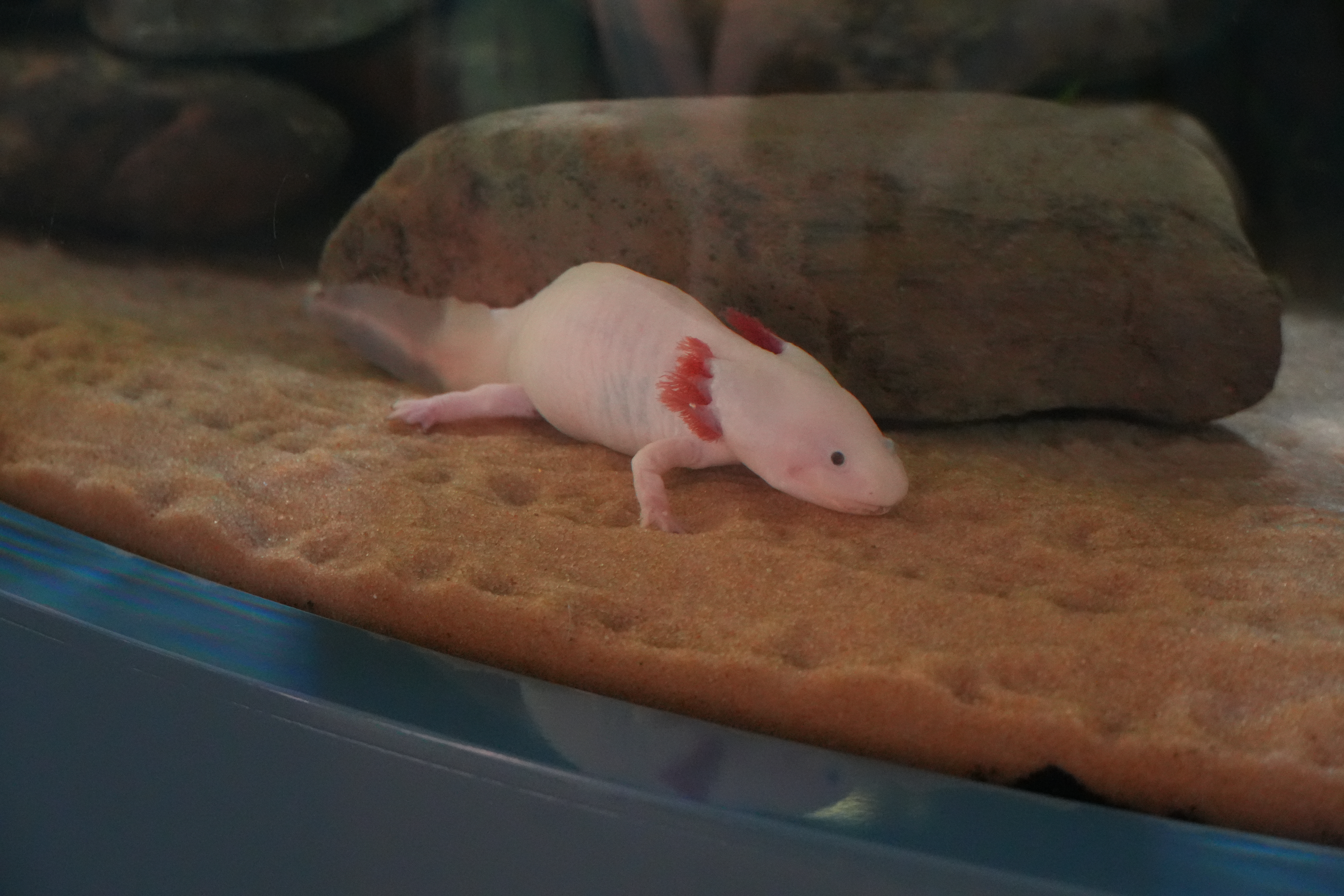 The Mandorla – Vancouver News Poetry – Amazing Axolotls